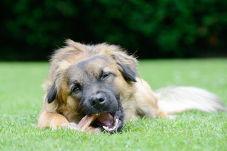 Understanding Destructive Chewing in Dogs