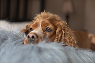 My Dog Has Separation Anxiety: What Should I Do?