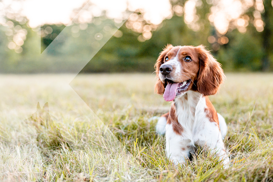 K9 Club Warwick K9 Club Warwick